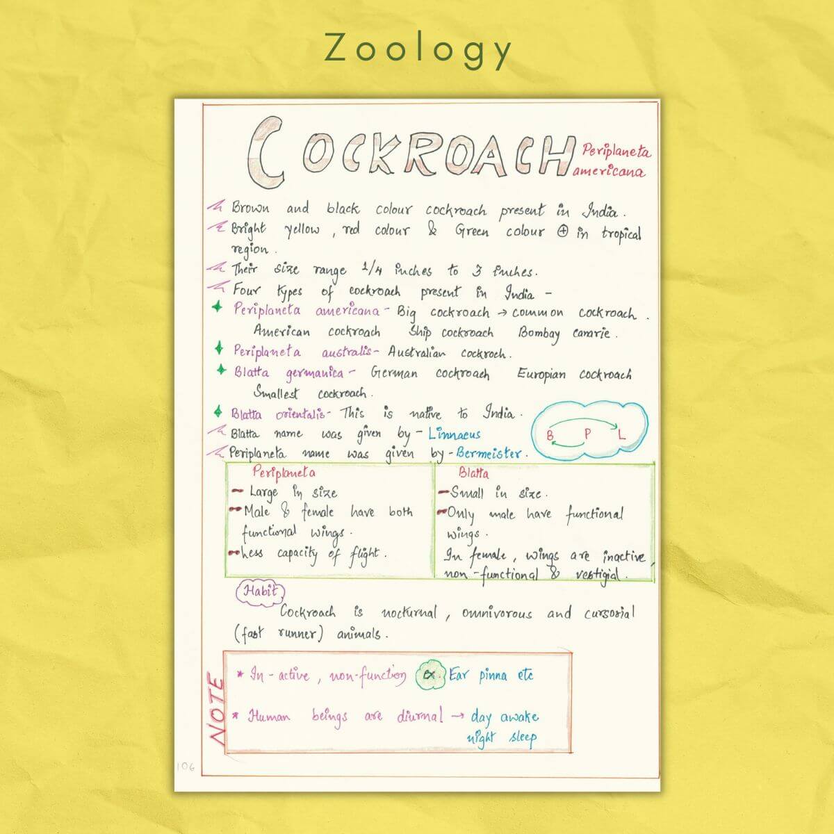 zoology class 11 cockroach