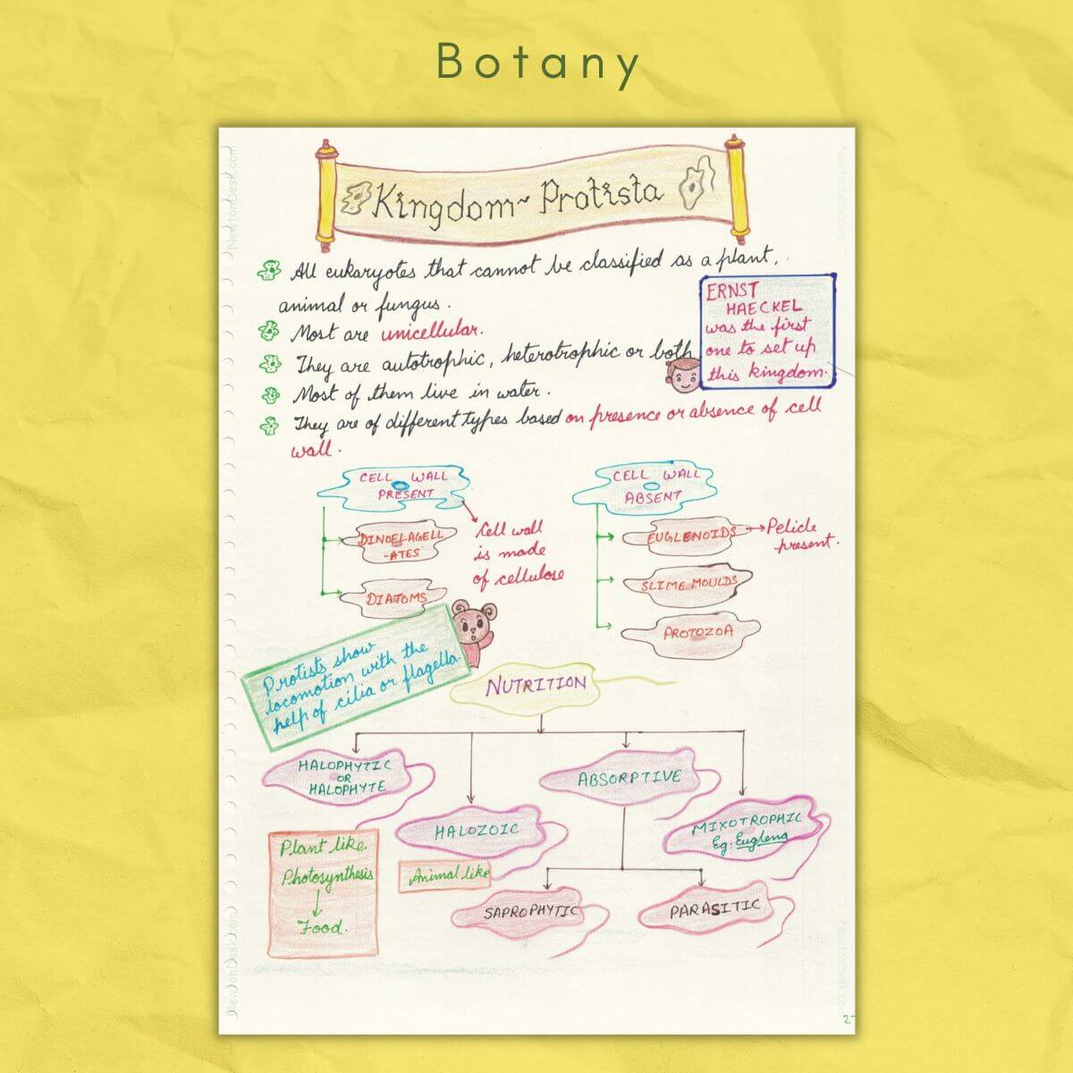 botany study notes kingdom protista