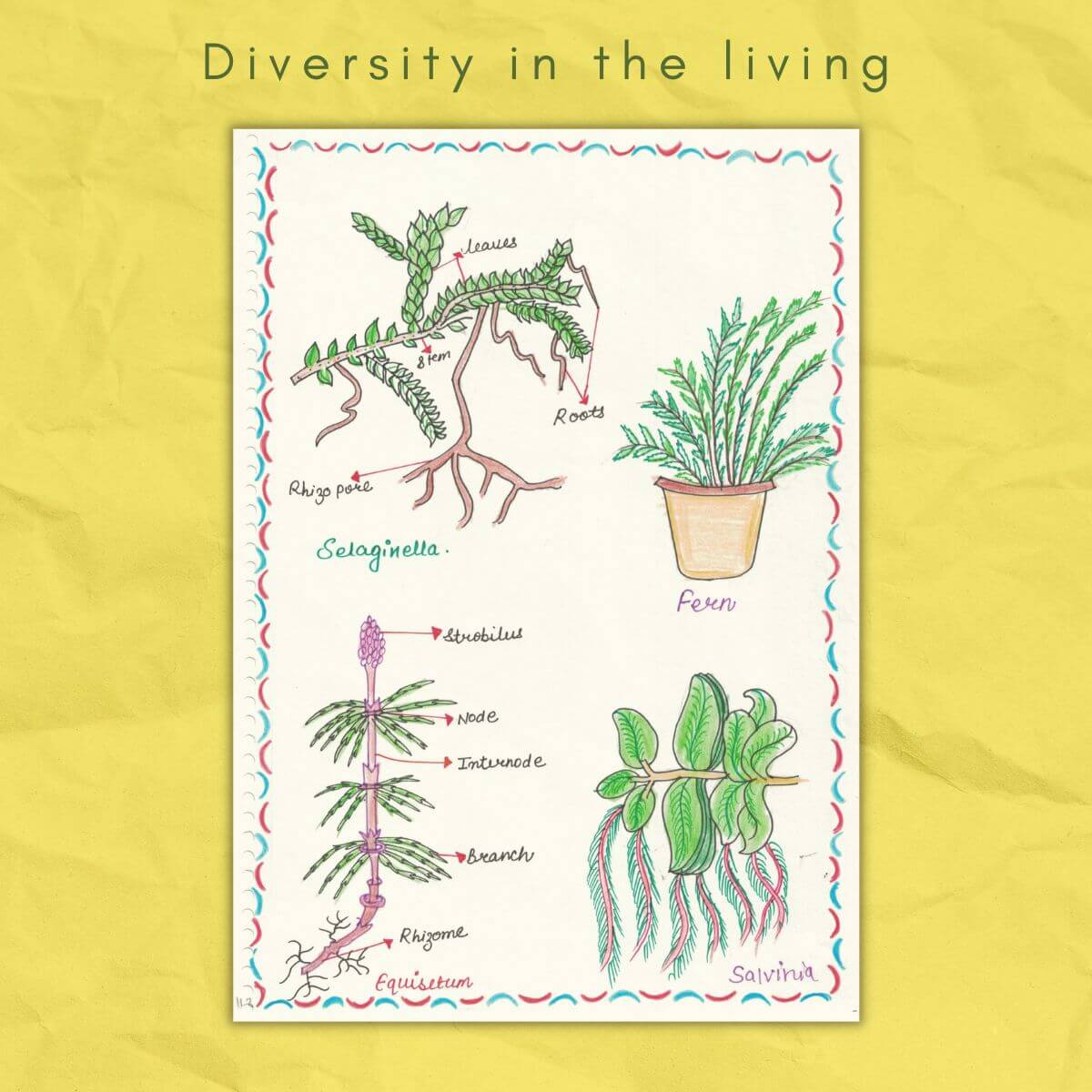 selaginella fern equisetum salvinia