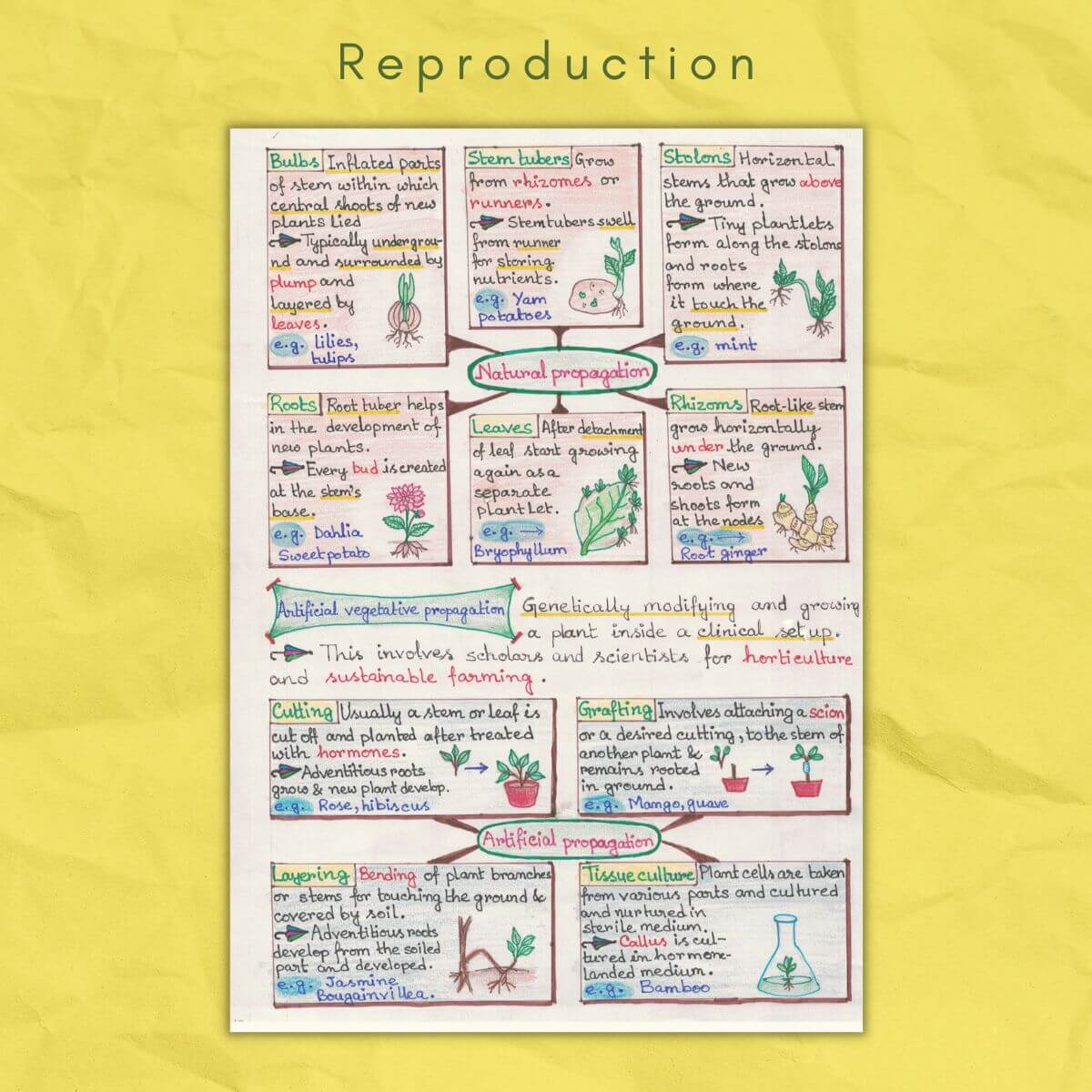 natural and artificial propagation in reproduction biology grade class 12 sample