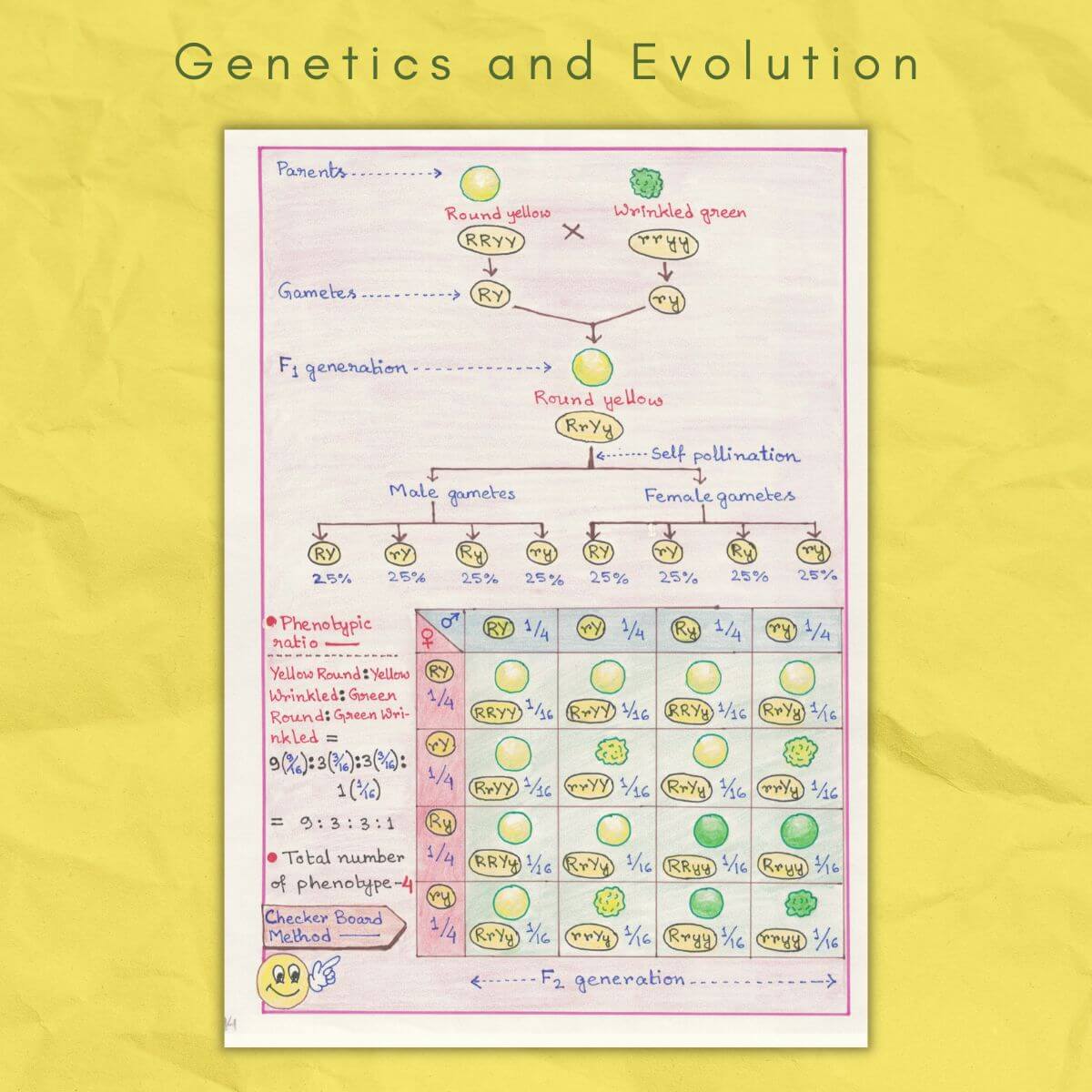 male female gametes in genetics and evolution biology grade class 12 sample