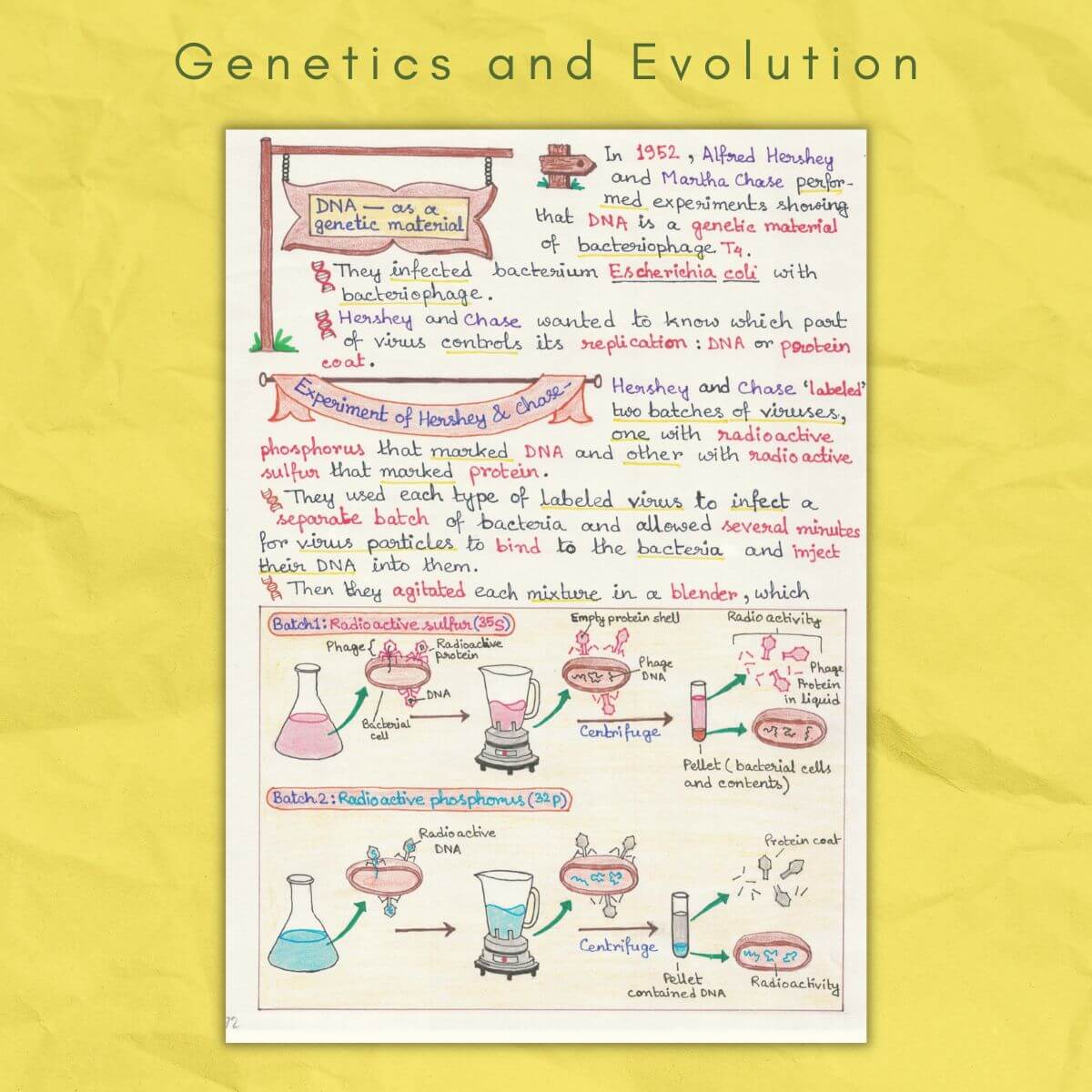 dna genetic material in genetics and evolution biology grade class 12 sample