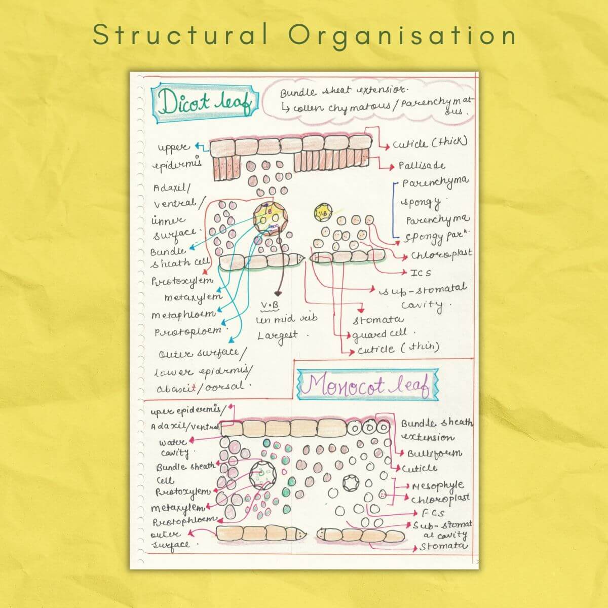 dicot leaf and monocot leaf
