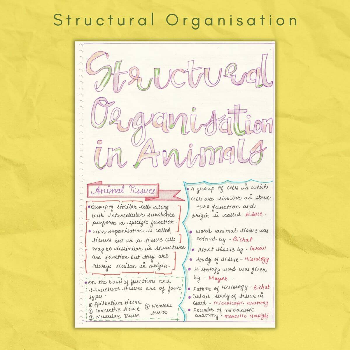 structural organization in animals