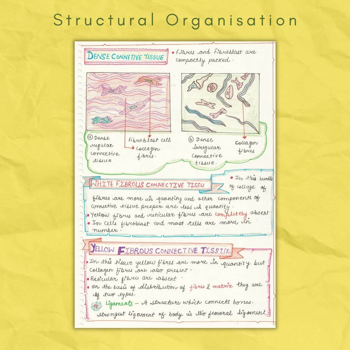 dense connective tissue